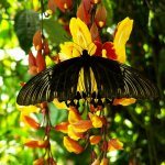vlinder Cameron Highlands